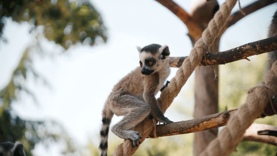San Diego Zoo: What to Prioritize When 4,000 Animals and a Full Day Collide