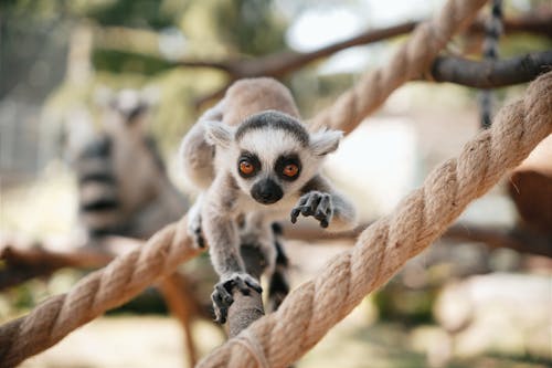 Foto profissional grátis de animais selvagens, animal, ao ar livre