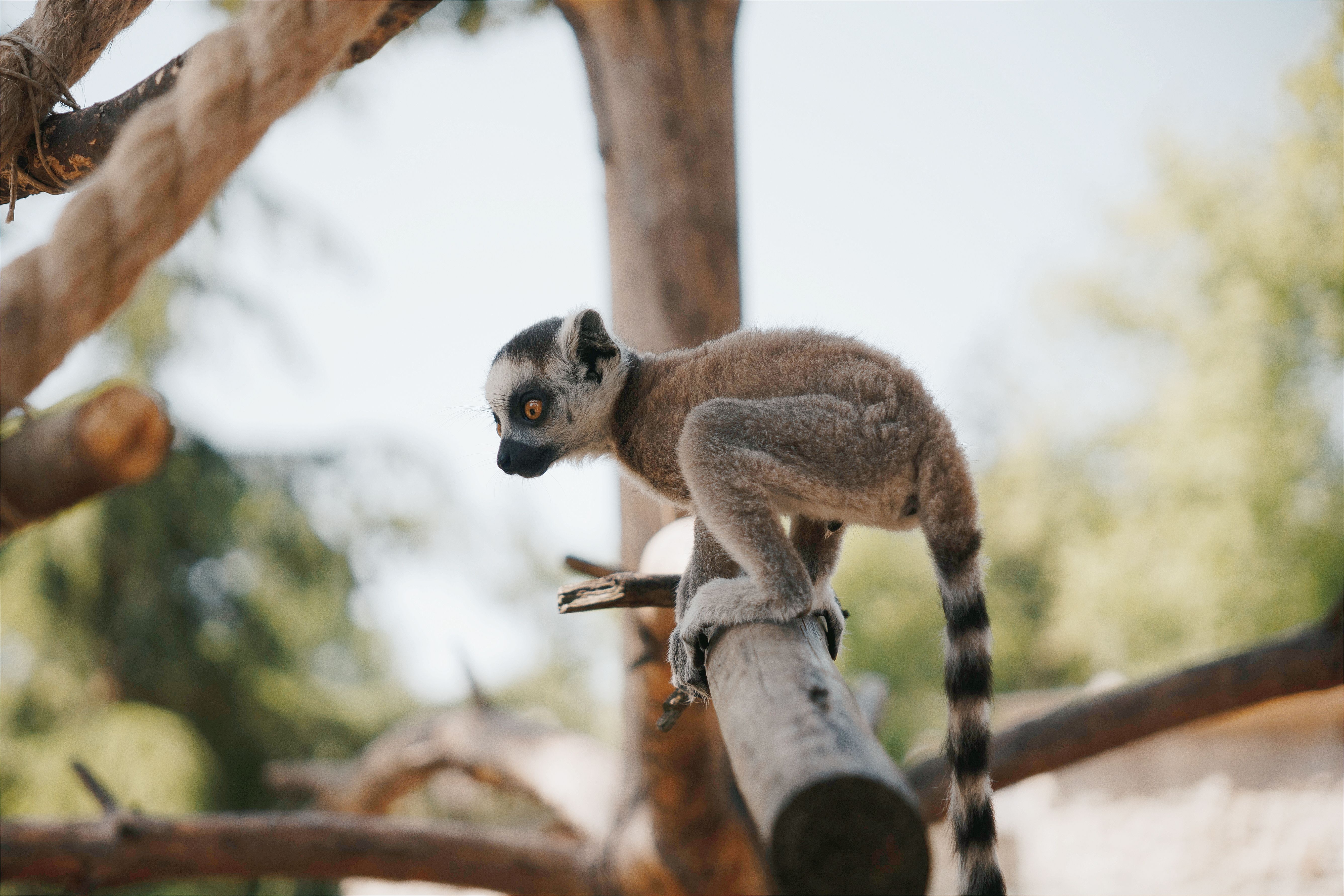 A close-up of a juvenile ring-tailed lemur perched on a branch outdoors at a zoo in Hungary.