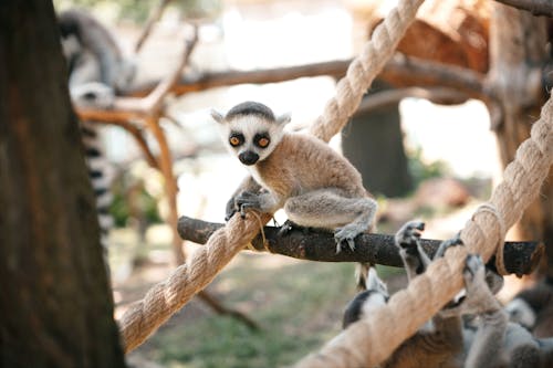 Foto profissional grátis de animais selvagens, animal, ao ar livre