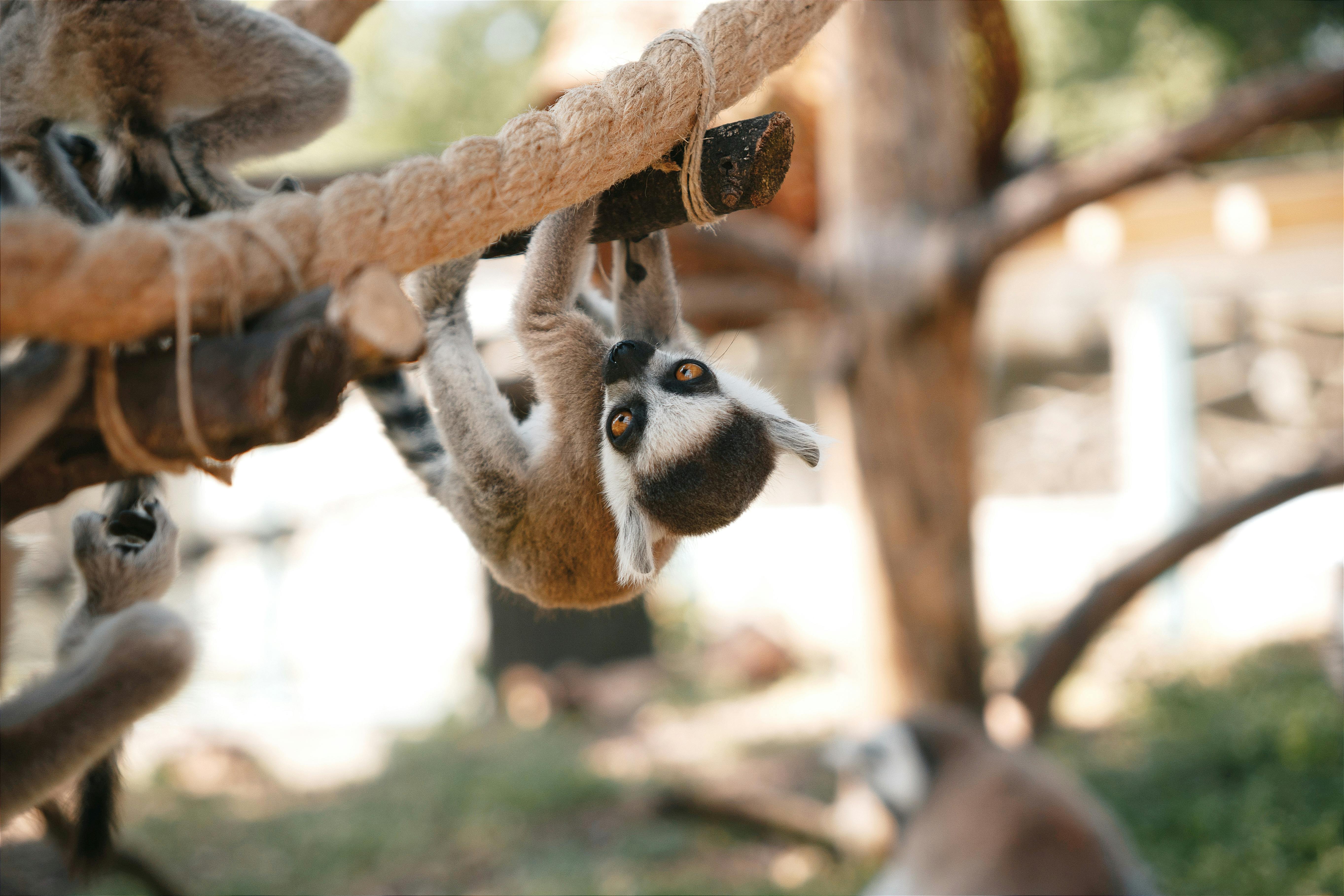 activități educative și oportunități de adopție.