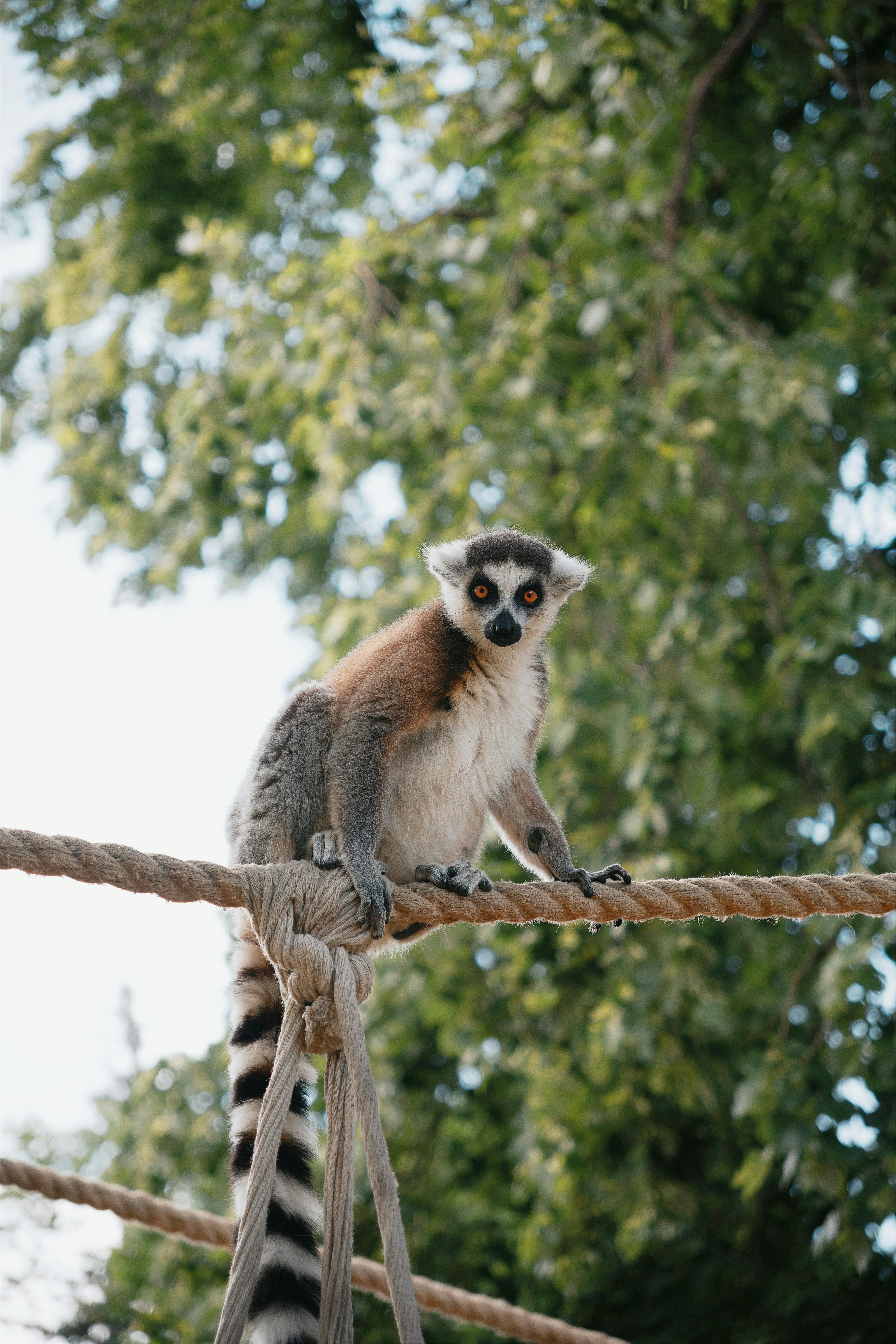 A ring-tailed lemur perched on a rope with lush greenery in the background at a Hungarian zoo.
