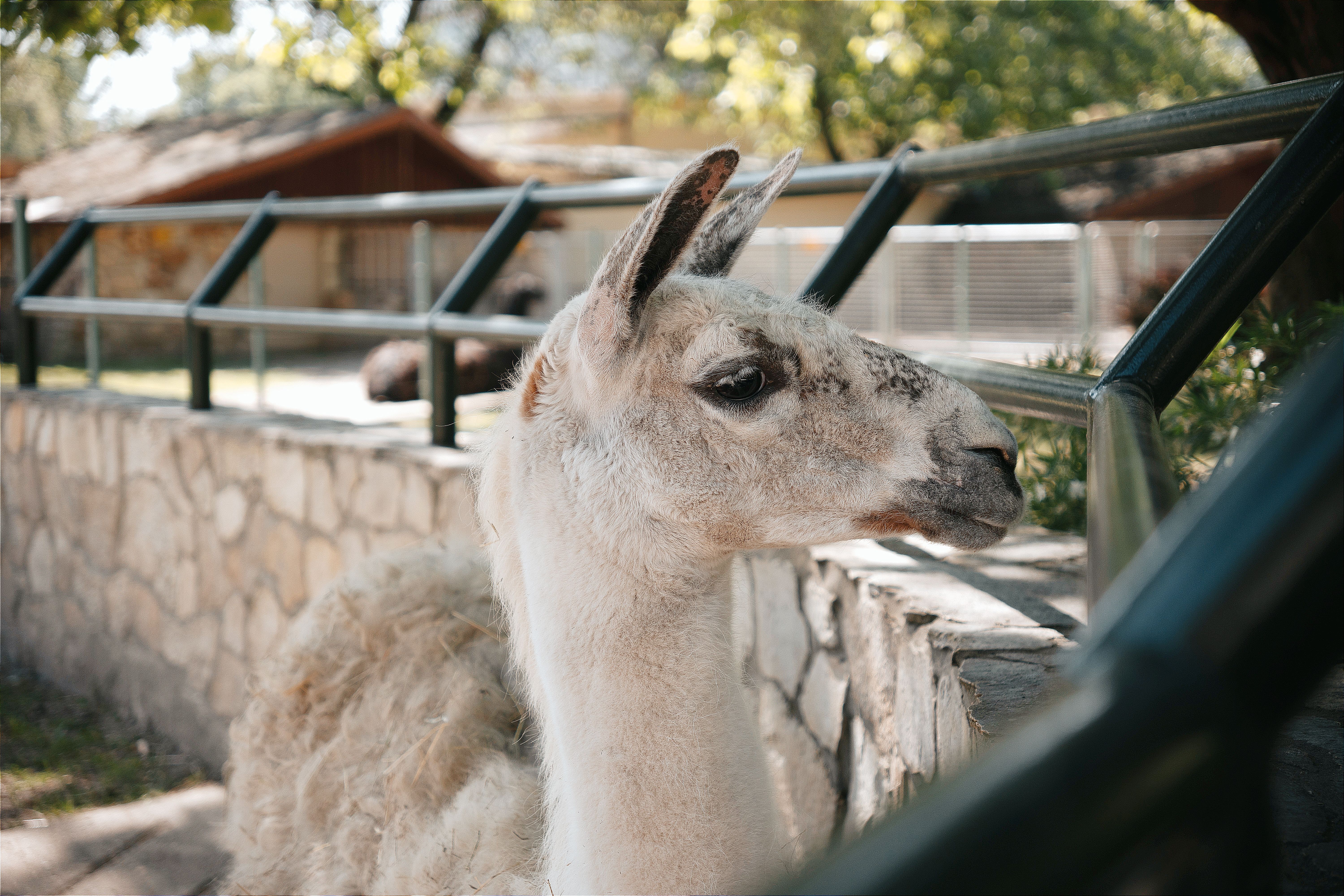 Understand and Observe the Llamas – Guided Tour