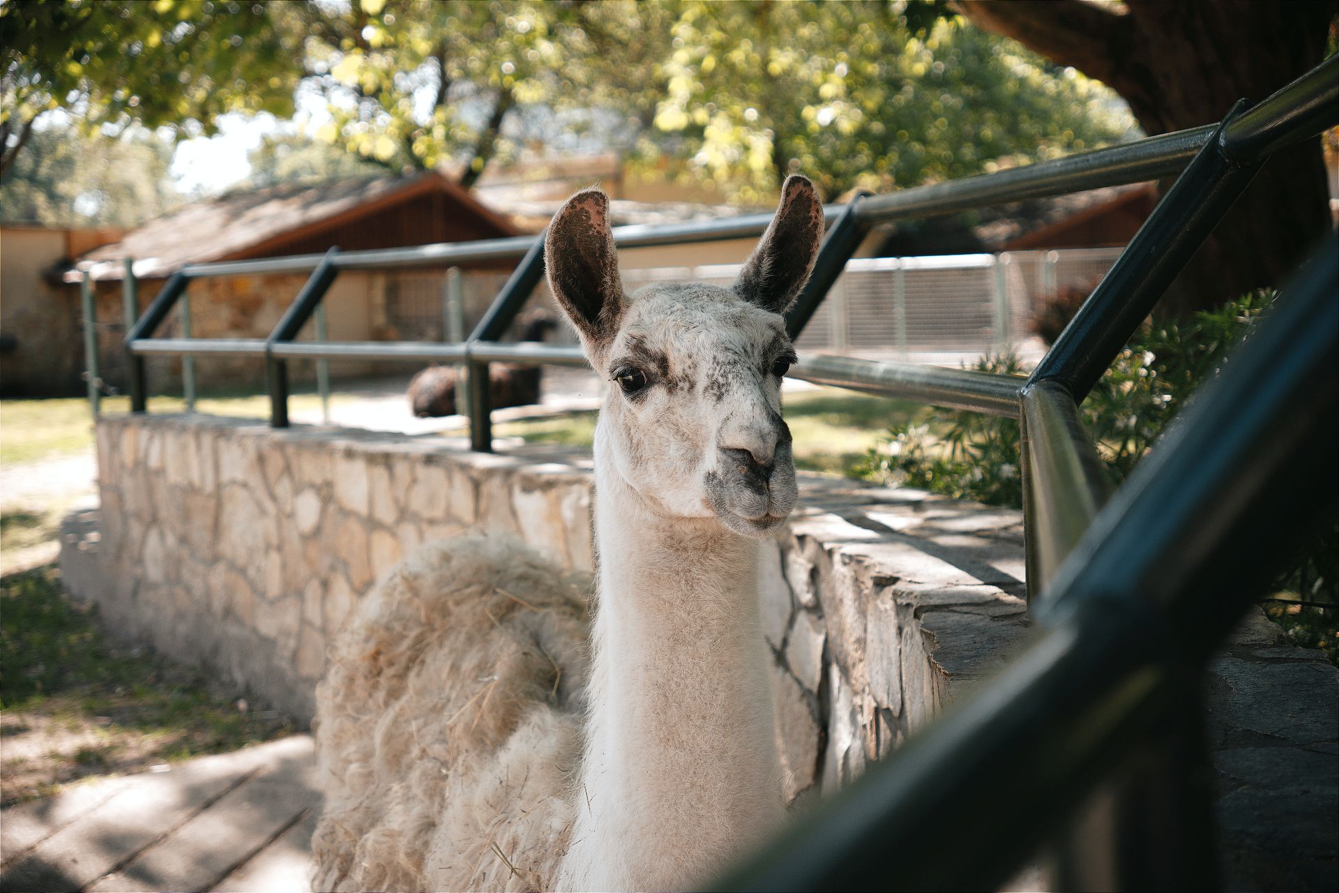 White Llama Standing by the Fence of the Zoo Enclosure