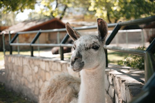 Foto profissional grátis de animais selvagens, animal, ao ar livre