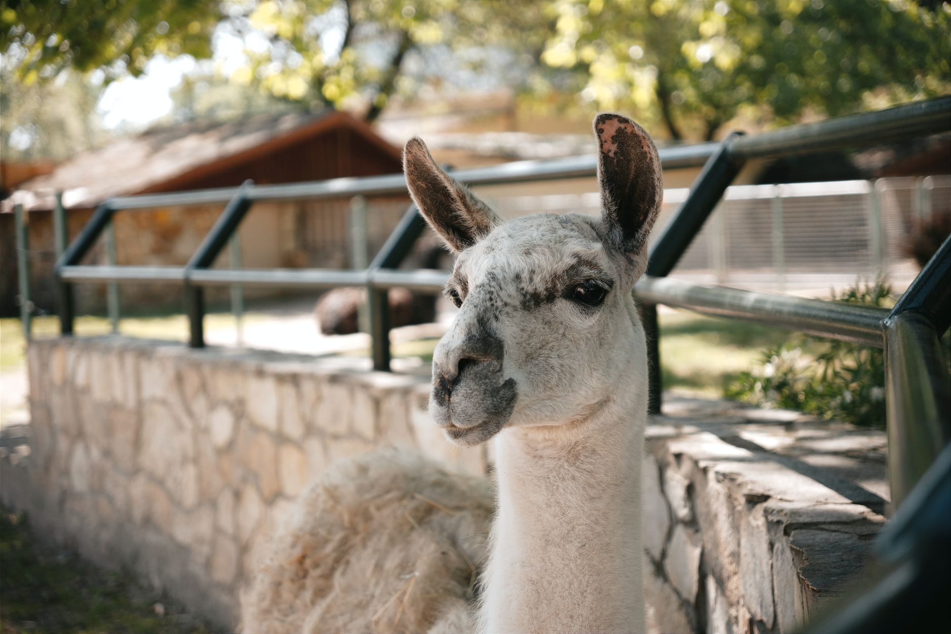 Llama 4 Maverick API