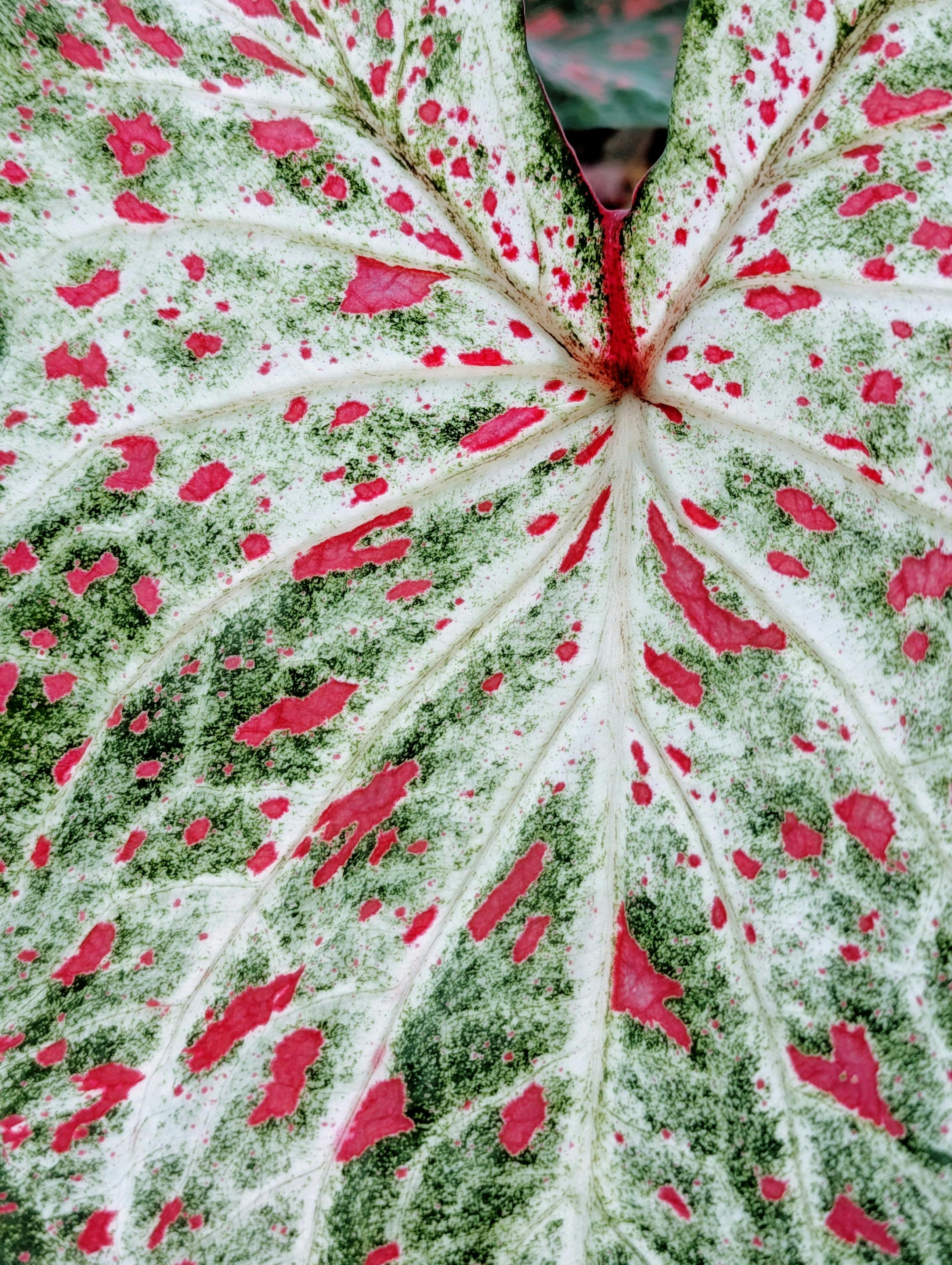 Detailed view of a Caladium leaf showcasing vibrant green and red patterns.