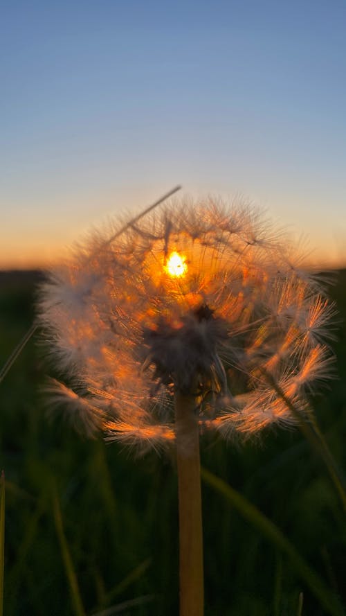 Kostenloses Stock Foto zu abendlicht, dorf, löwenzahn