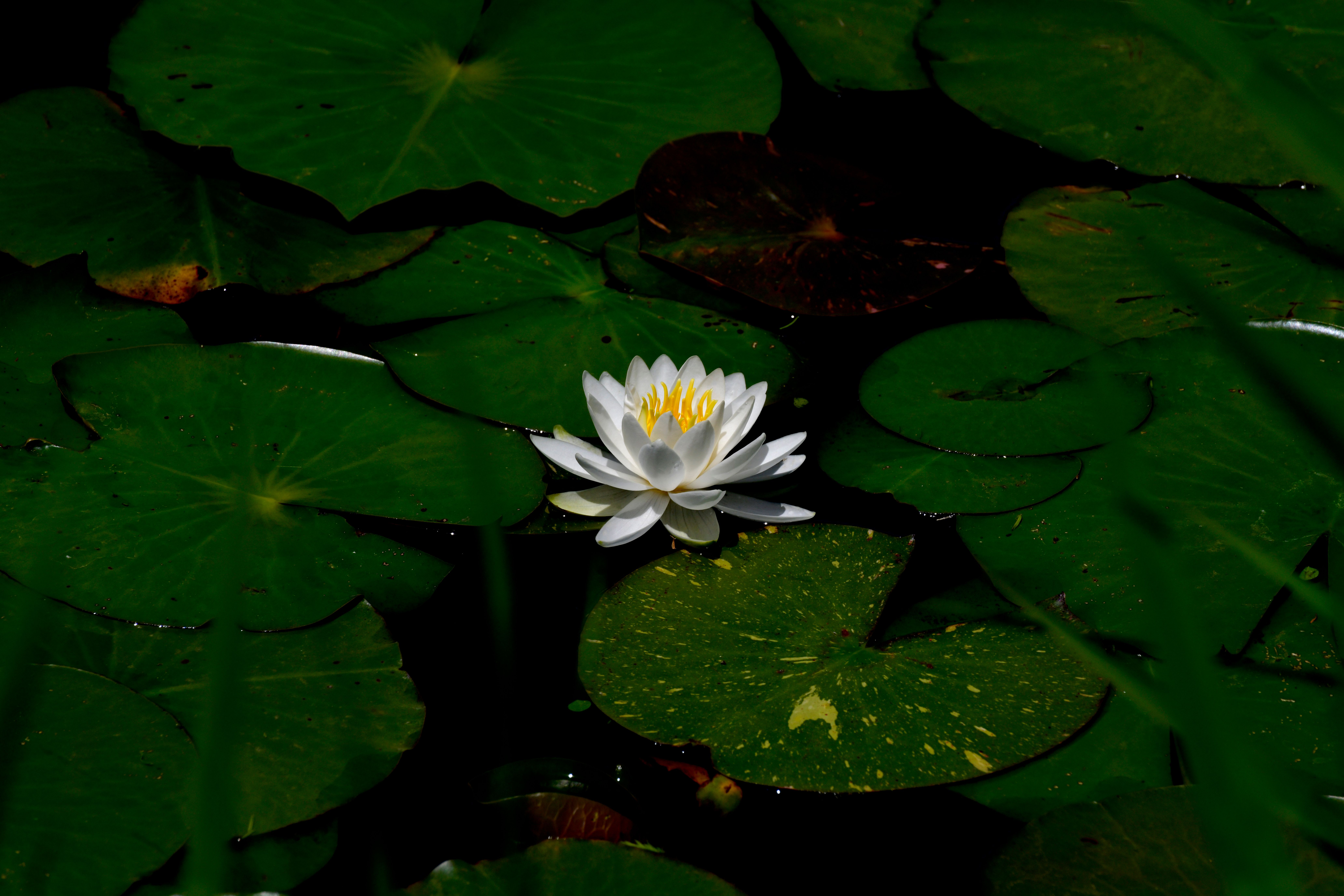 white water lily Plant Profile