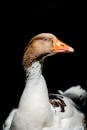A duck with a white head and orange beak
