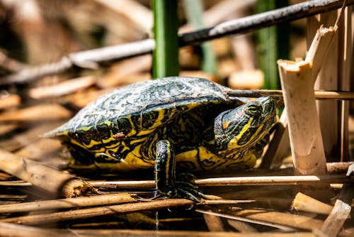 A turtle is sitting on the water in a pond