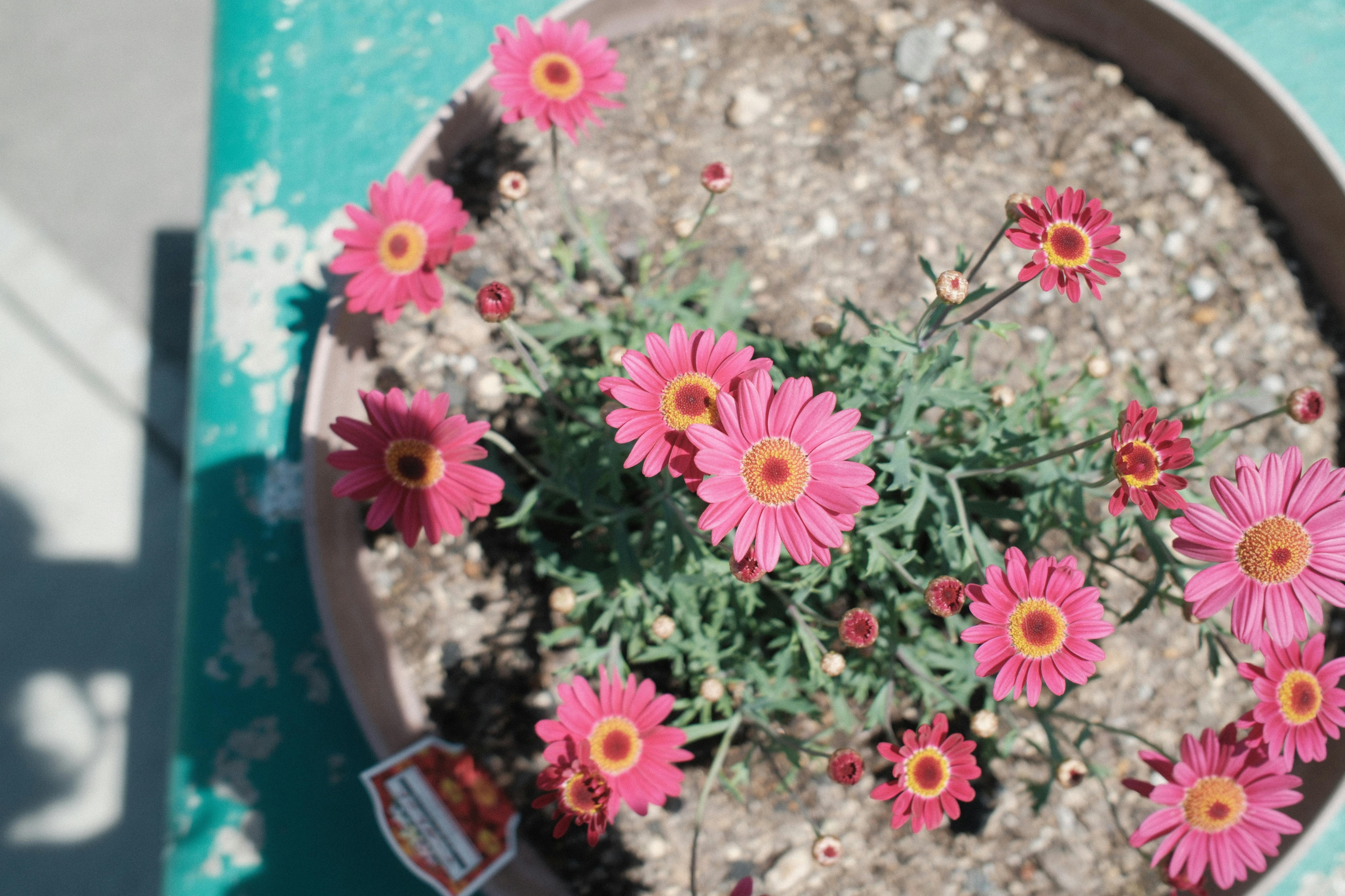 Potted Pink Flowers · Free Stock