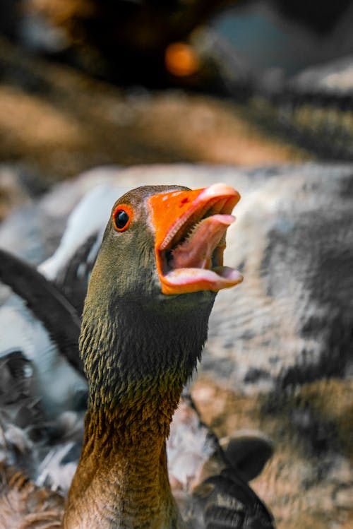 Free stock photo of goose