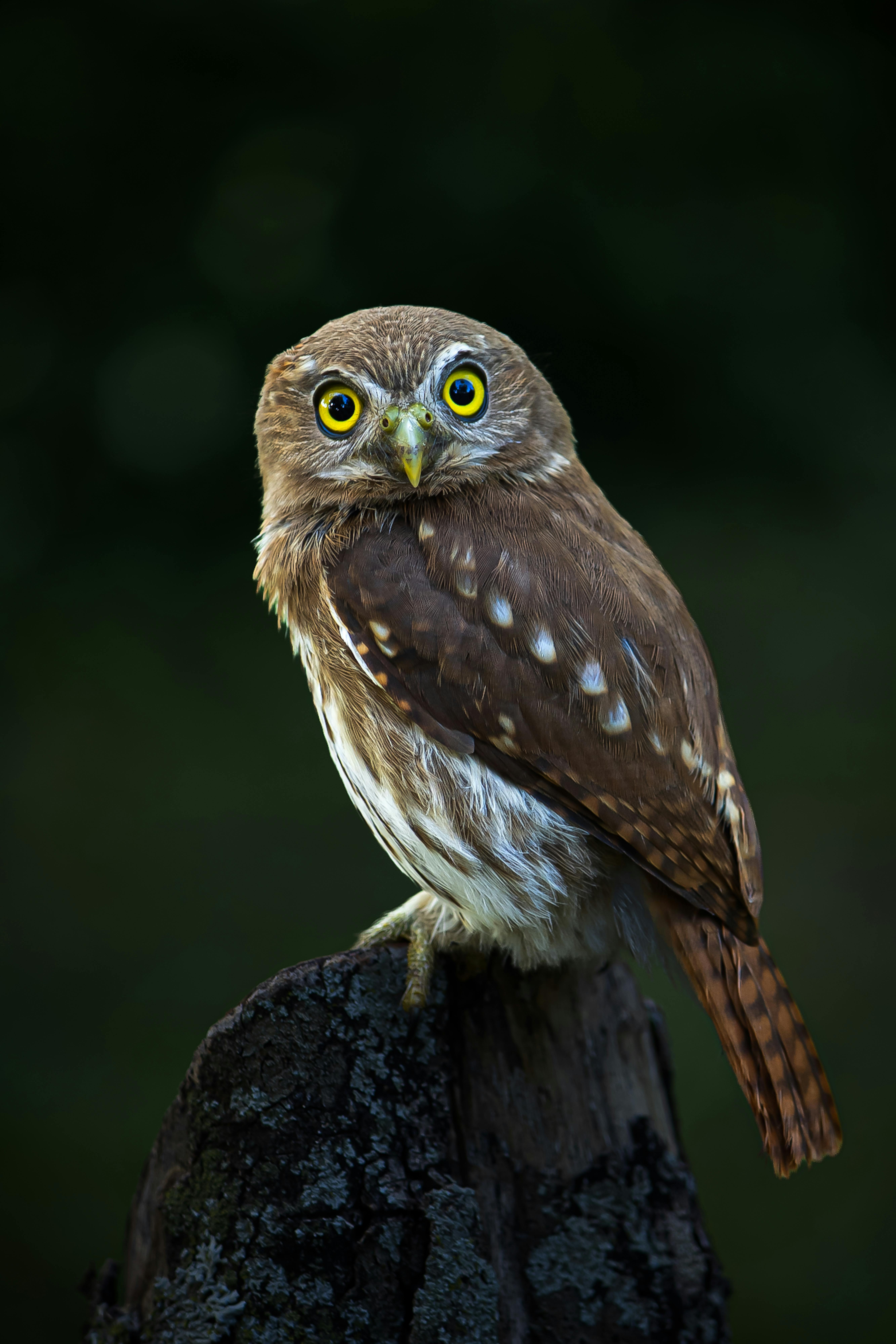 Ferruginous pygmy owl perched on a stump in Bonito, Brazil.