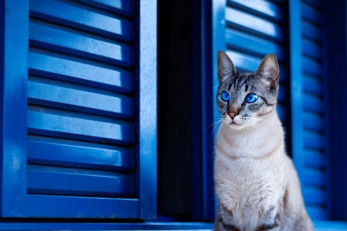 窓際の青い目を持つ猫