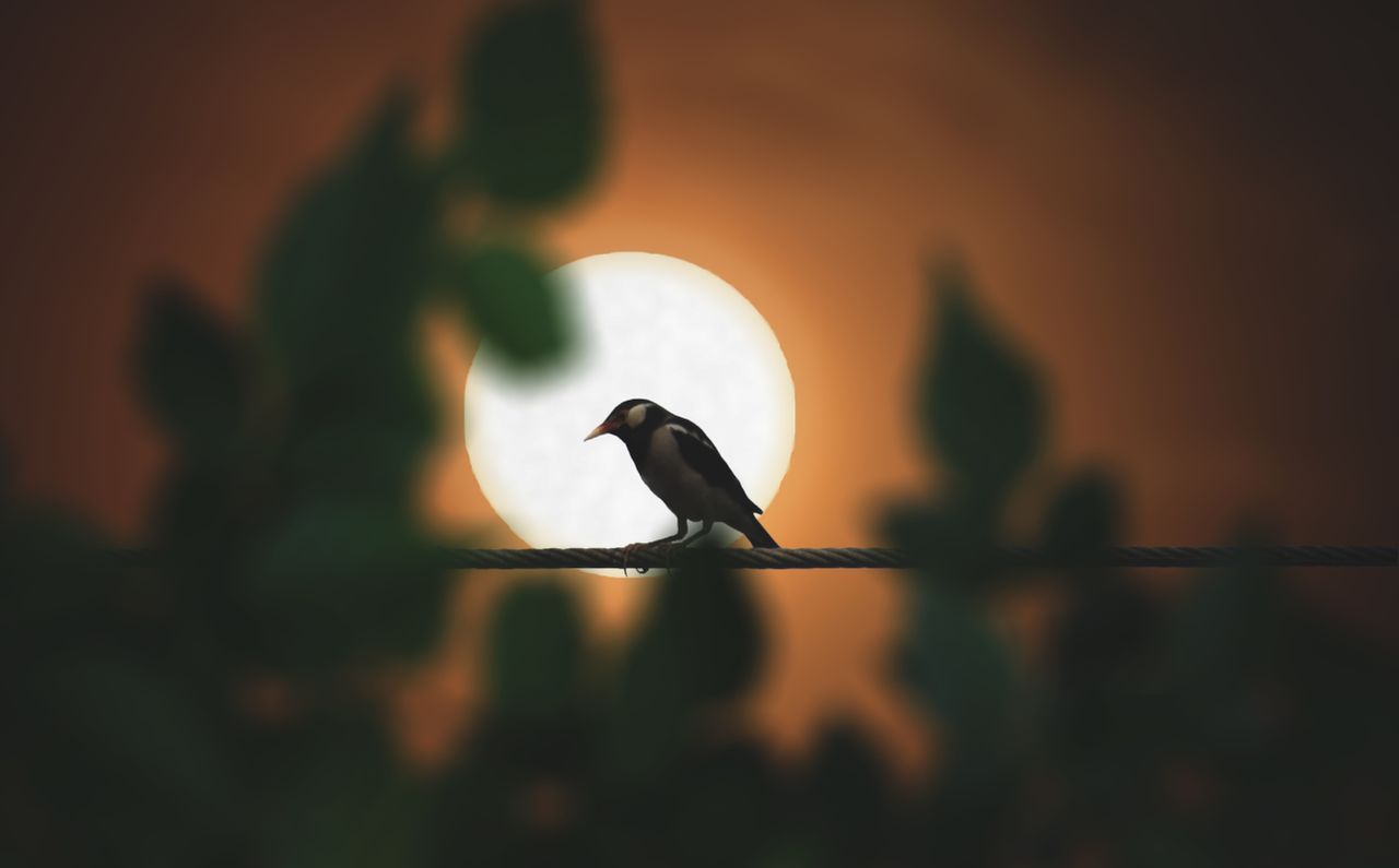 a silhouette of a bird perched on a wire against a beautiful sunset ba