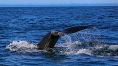 Fin of Blue Whale in Sea
