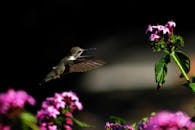 一只蜂鸟优雅地盘旋在充满活力的花朵旁，展现了大自然的美丽与微妙的平衡