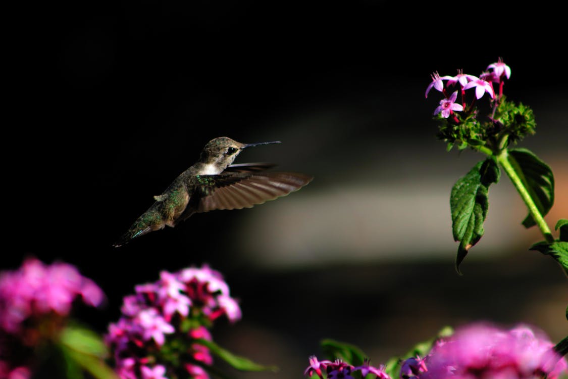 small hummingbird