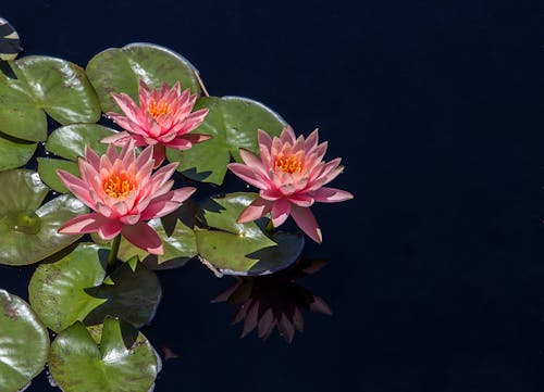 反映在水面上的粉紅色花朵