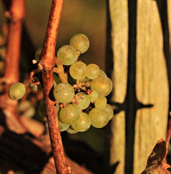 Free stock photo of healthy, agriculture, farm, fruits