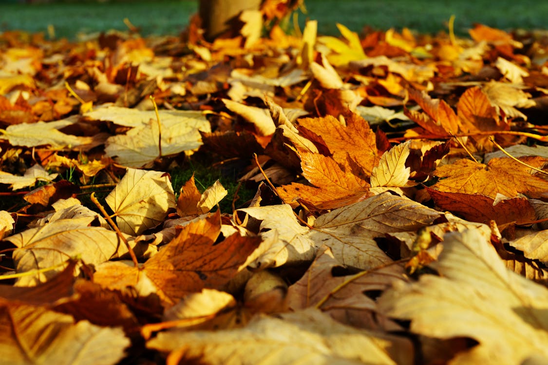 Dry Leaves, Yellow Leaves, Dried Leaves, Dry Leaves Background