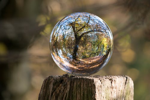 Macro Photography of Tree