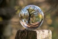 Macro Photography of Tree