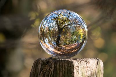 Entorno del sotobosque húmedo