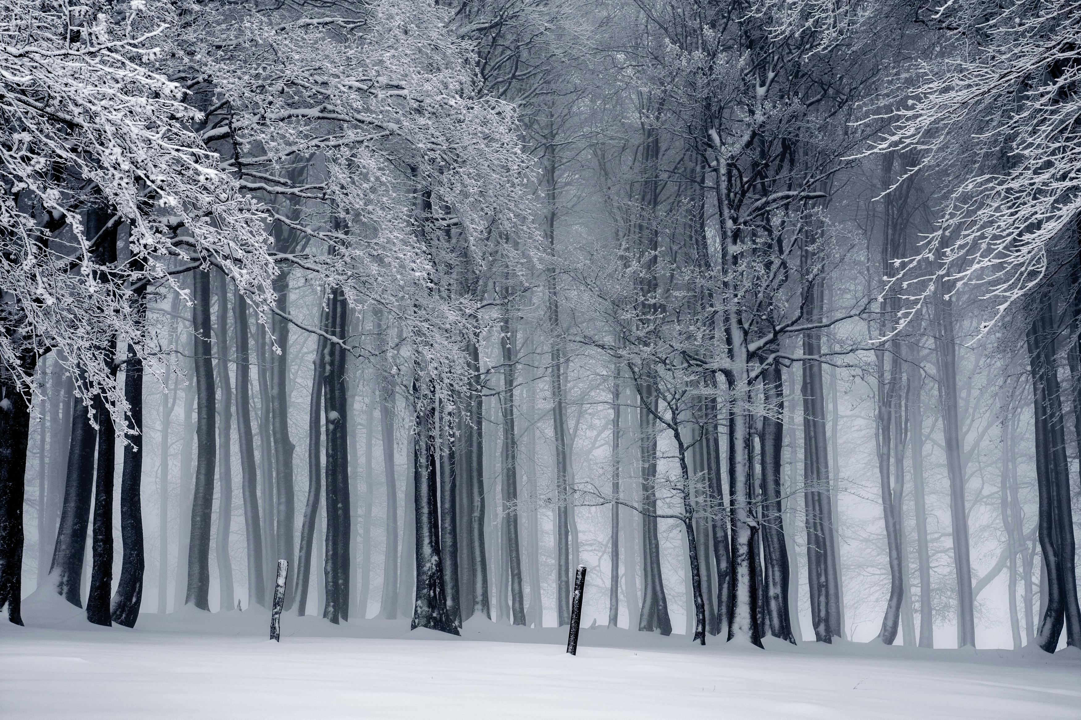 Winter road forest the sky snow snowy road winter landscape HD  wallpaper  Pxfuel