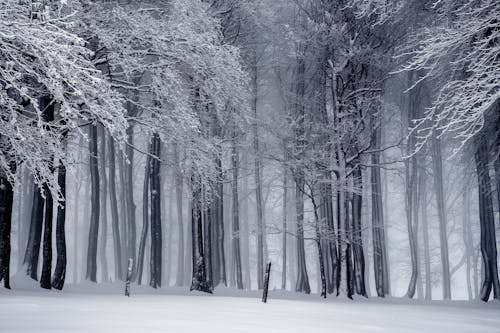 無料 雪に覆われた森 写真素材