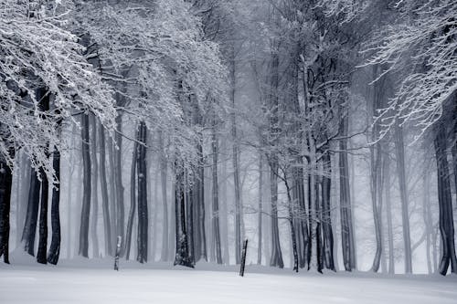 snow forest wallpaper