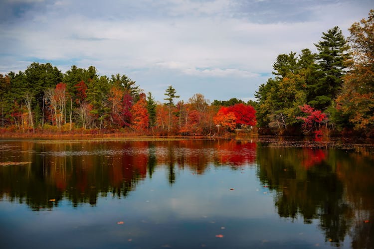 Body Of Water And Trees