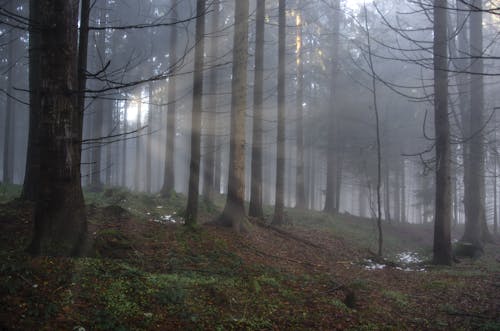 Kostnadsfri bild av dimma, grenar, landskap