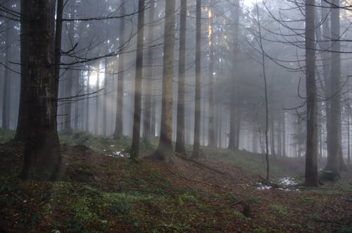 Sun Piercing on Trees