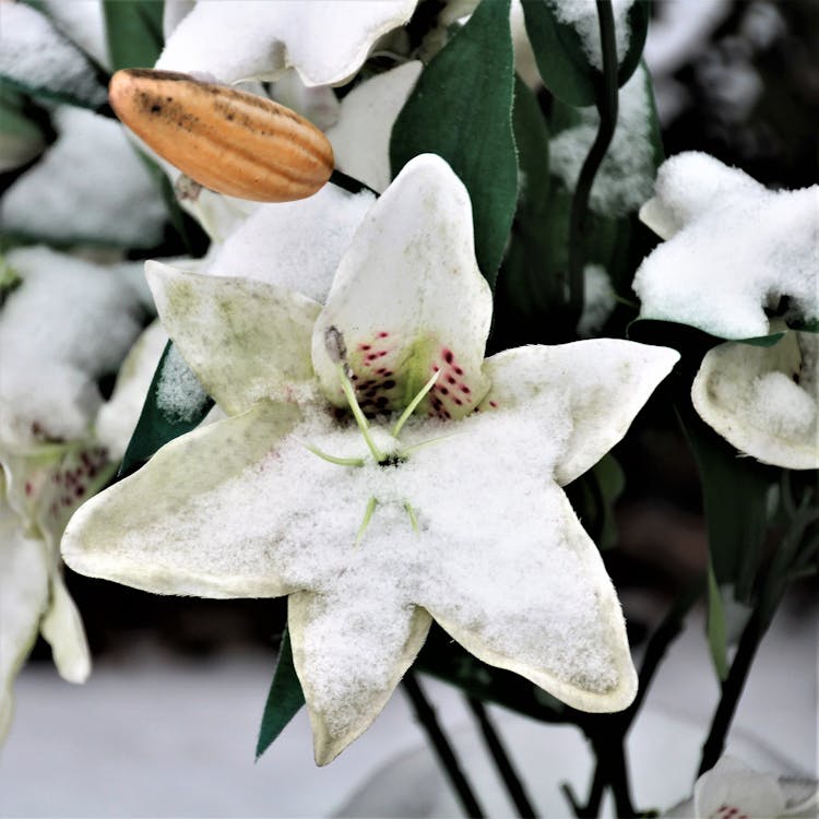 Imagine De Stoc Gratuită Cu Floare Sub Zăpadă
