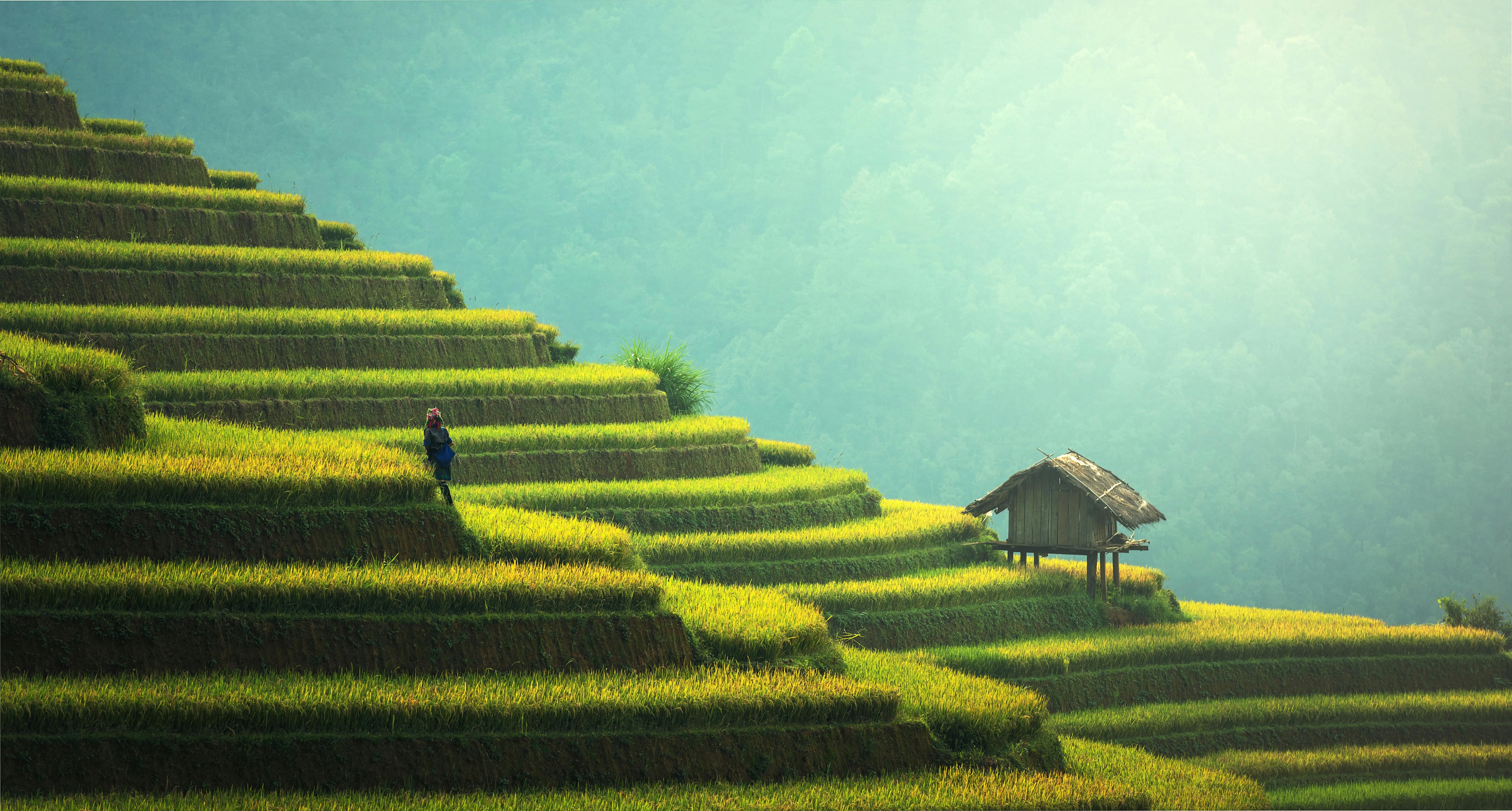 Person Standing on Terraces