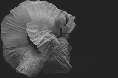 Greyscale Photo of Poppy With Dewdrops