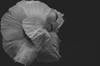 黑白特写艺术地展现了带有露珠的花朵，突出其纹理