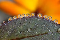 这张令人惊叹的宏观照片捕捉到叶子上的露珠，映出鲜艳的黄色花朵，展现了大自然的美丽