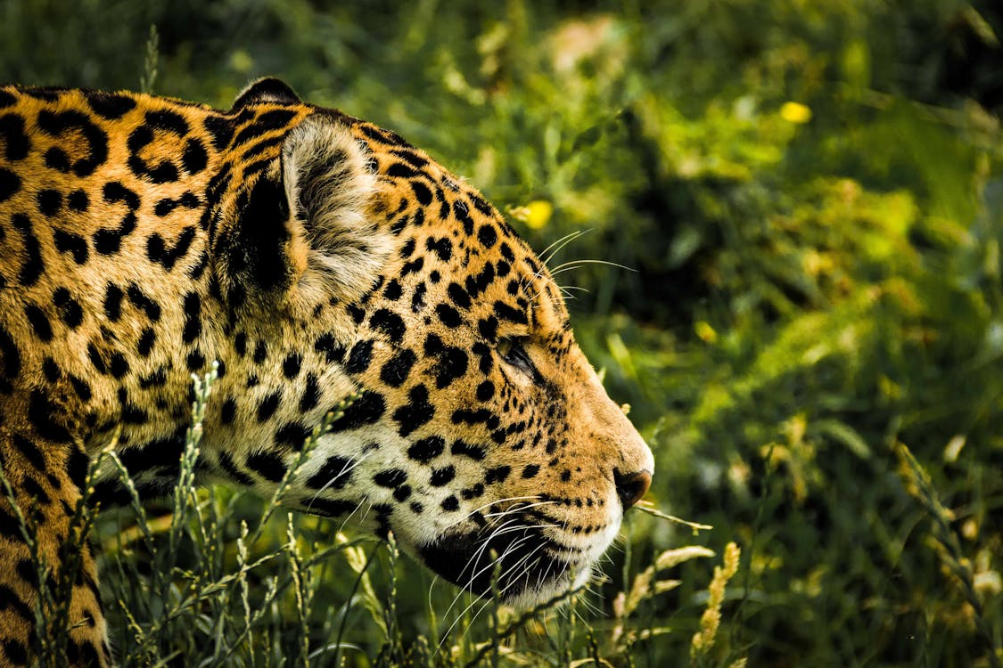 Gratis Brown Leopard Su Erba Verde Foto a disposizione