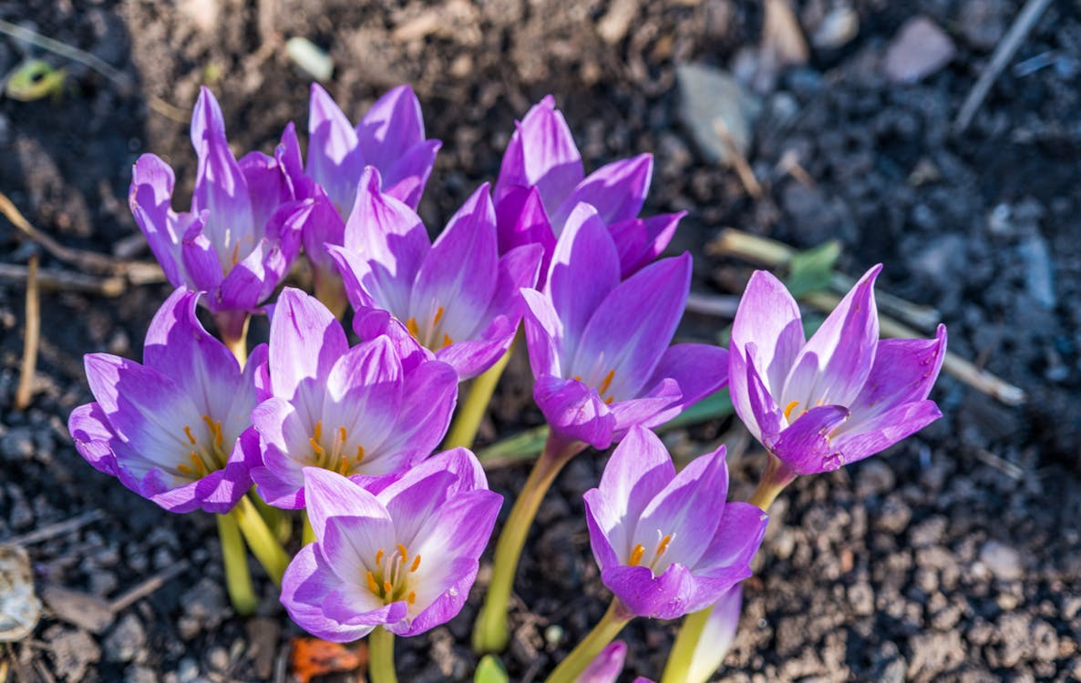 免费 紫色的花 素材图片