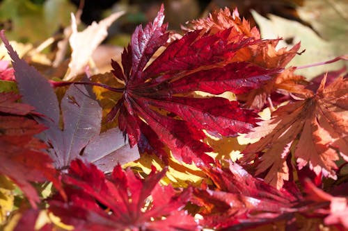 Fotografia Di Close Up Di Foglie Rosse