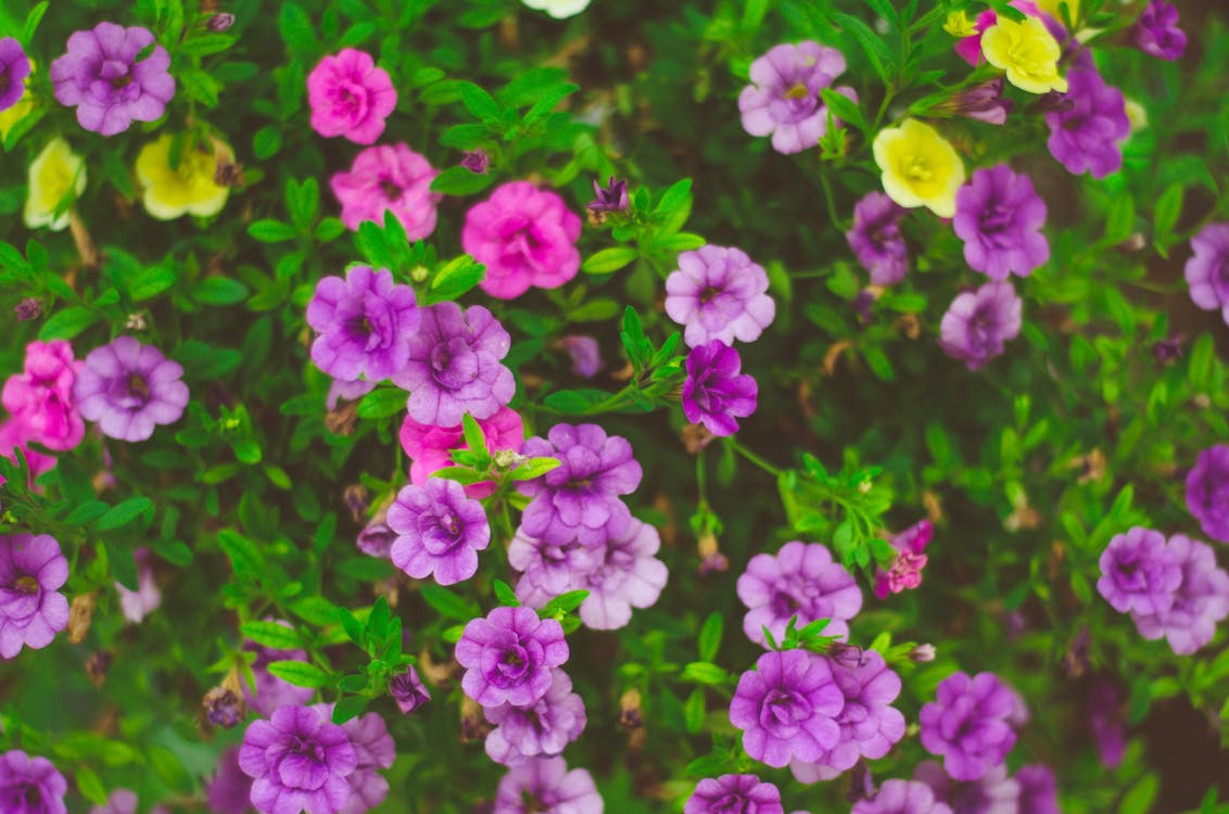 Macro Photo of Purple Flowers
