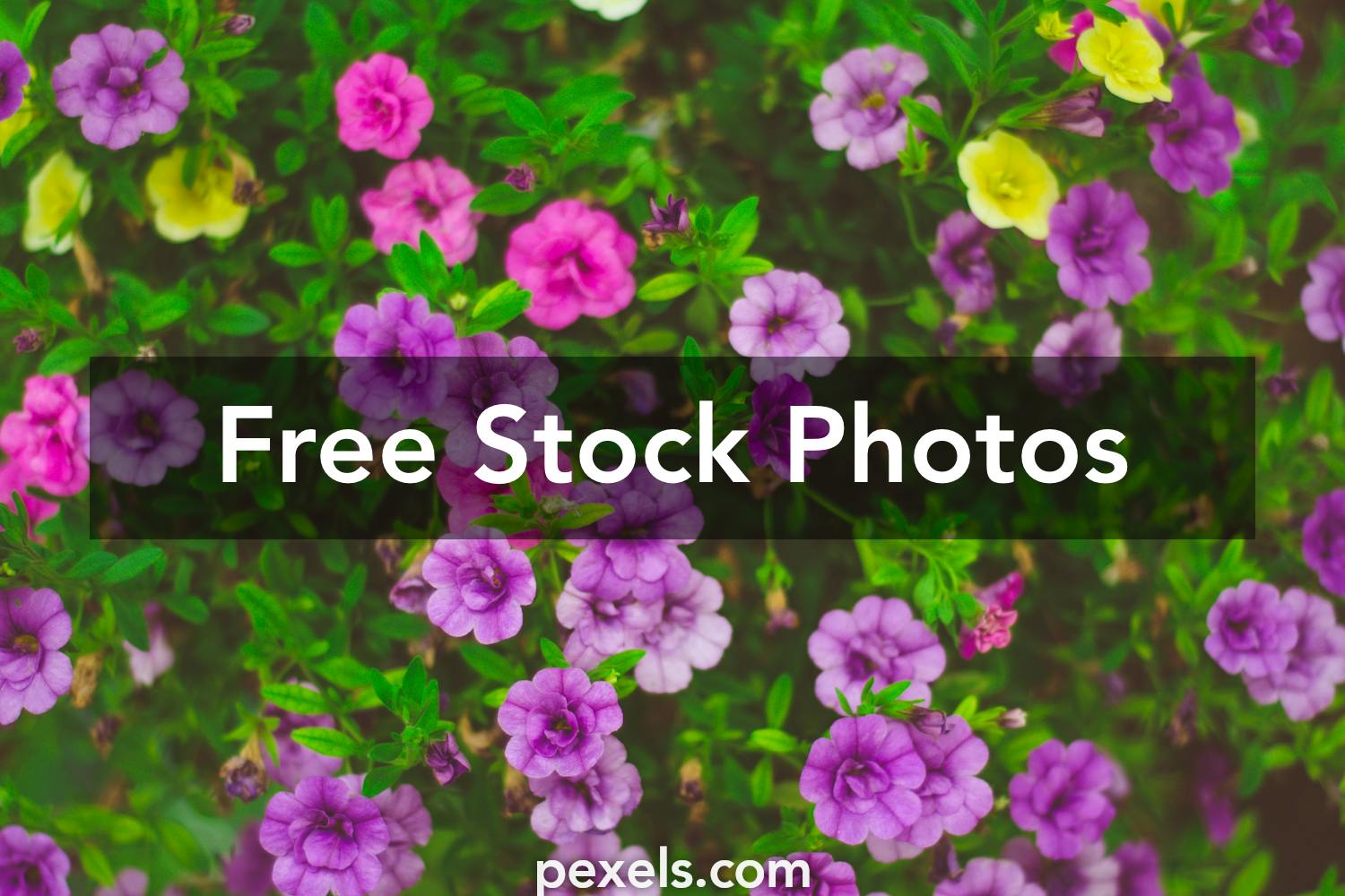 Small Flowers Photos, Download Free Small Flowers Stock Photos ...