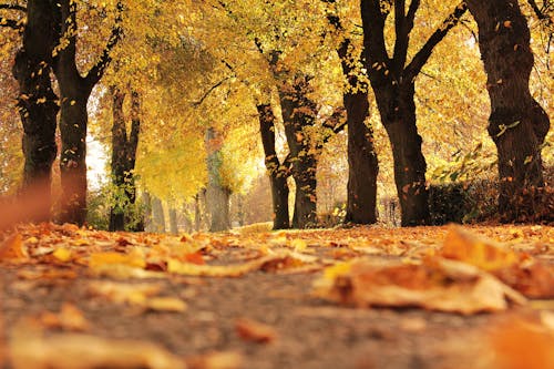 無料 乾燥した葉による未舗装の道路カバー 写真素材