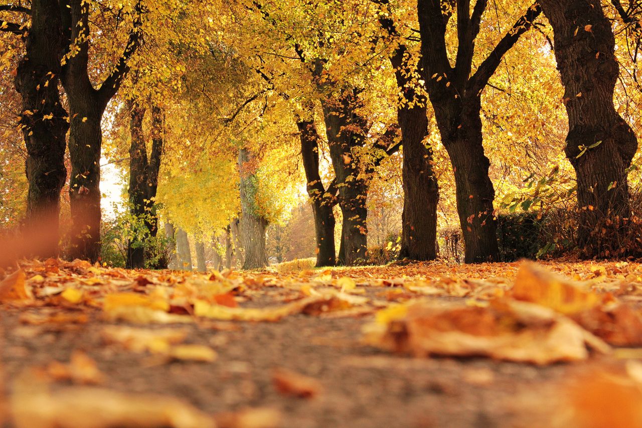 a scenic autumn view with golden leaves covering a forest path under v