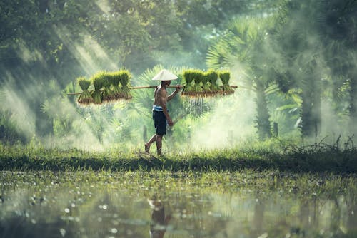 Free Man Carrying Yoke With Rice Grains Stock Photo