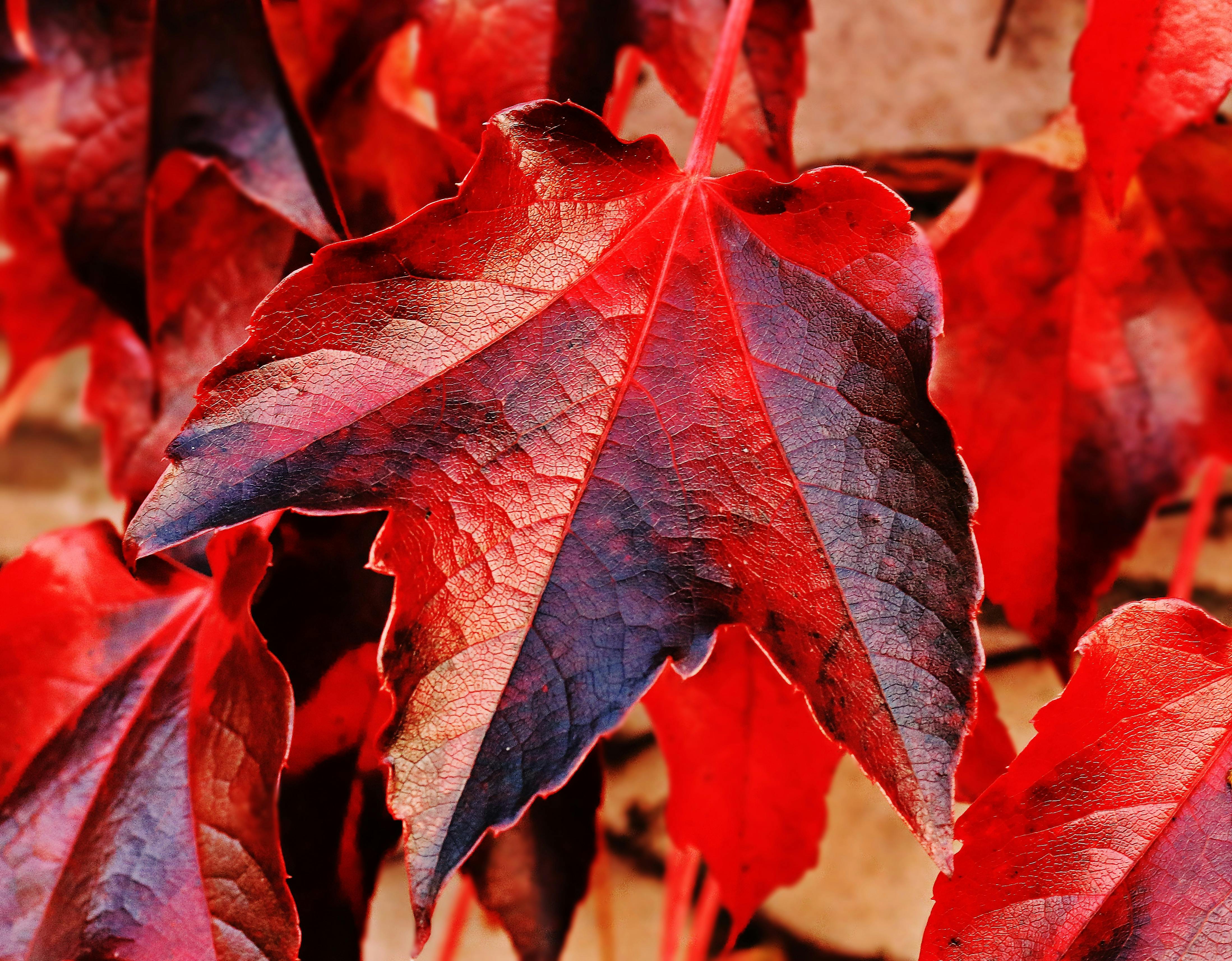 Maple Leaf Background Wallpaper Stock Photo 1015901020