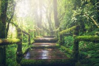 Wooden Bridge on Rainforest